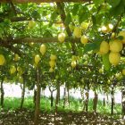 Il Sentiero delle Formichelle: il cammino delle donne dei limoni