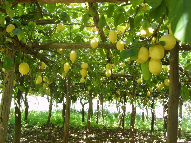 limoneto